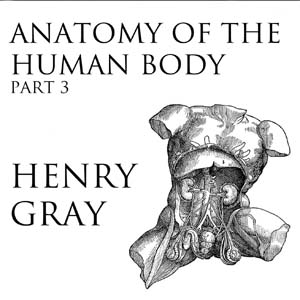 Anatomy of the Human Body, Part 3 (Gray's Anatomy) - Henry Gray Listen Free Audiobook MP3 📙 Free Audiobook Websites